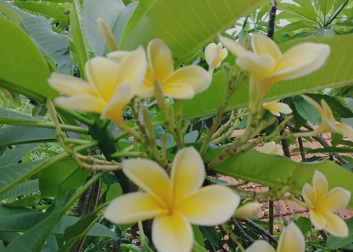 Sudana In Ubud